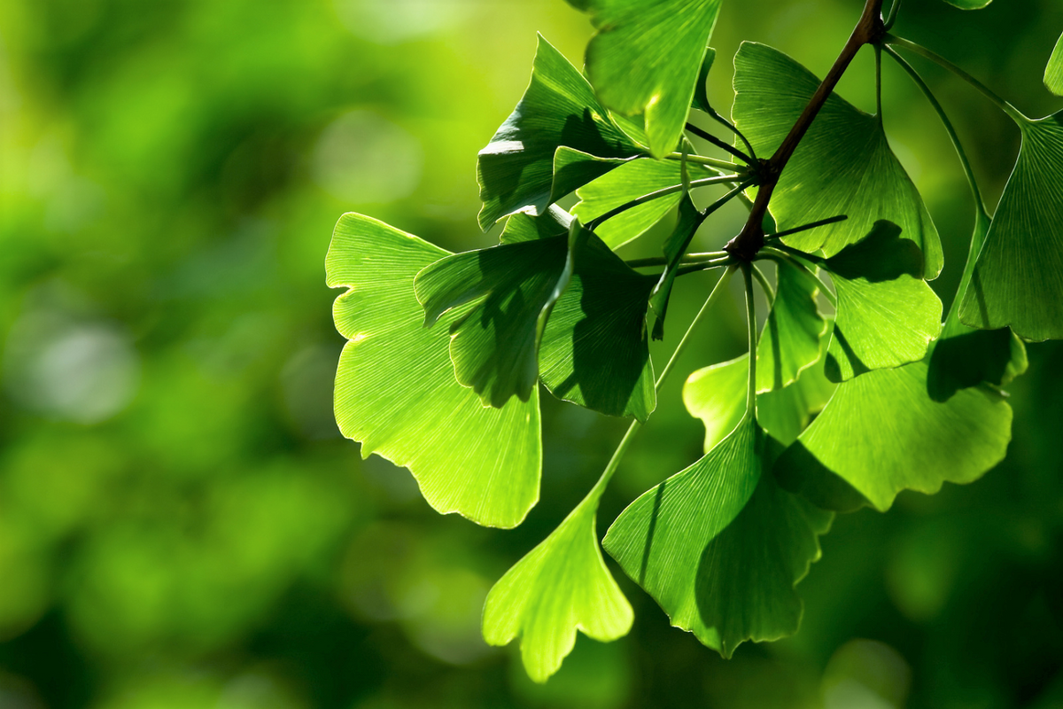 GINKGO LEAF EXTRACT