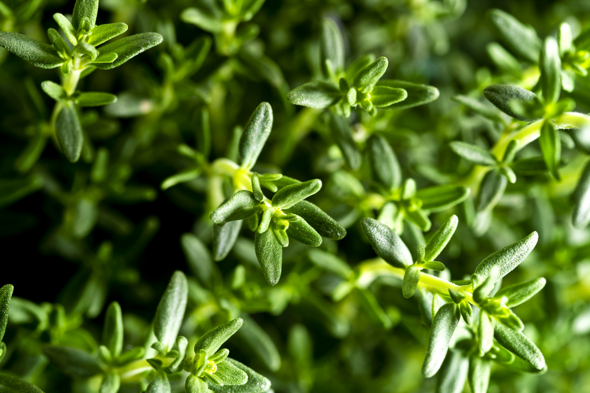 THYME EXTRACT (NZ)